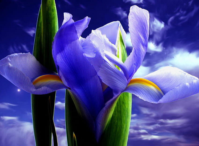 Blue Iris, blue, iris, flower, fantastic, view, sky HD wallpaper