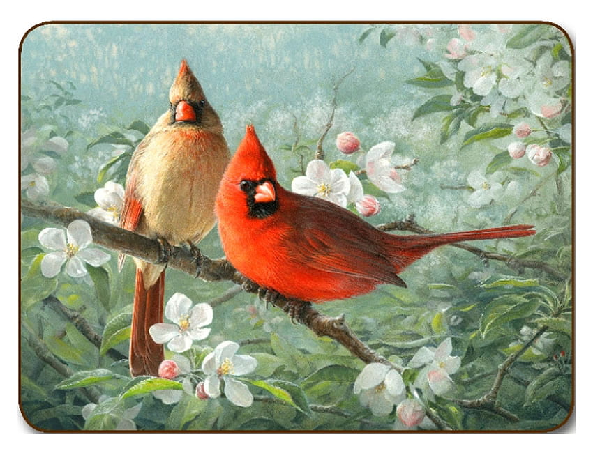 pássaros do jardim, pássaros, pintura, vermelho, jardim, cardeal papel de parede HD