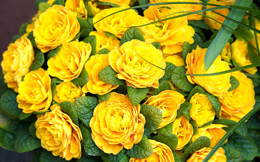 Gelbe Primel, gelber Blumenstrauß, Primel, gelbe Blumen, gelber Primelblumenstrauß HD-Hintergrundbild