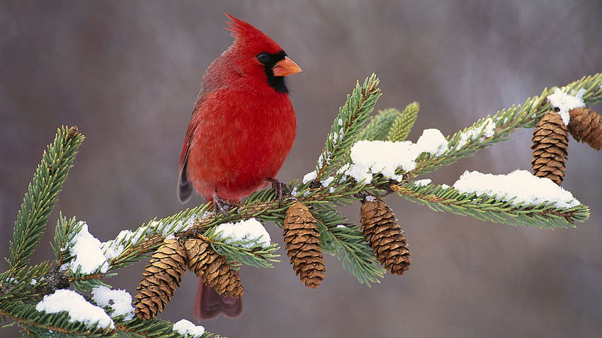 animales, nieve, pájaro, rama, color, cardenal fondo de pantalla