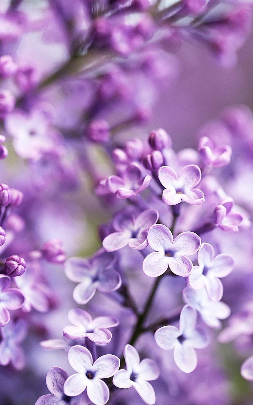 Lovely Lilacs Wallpapers  Wallpaper Cave