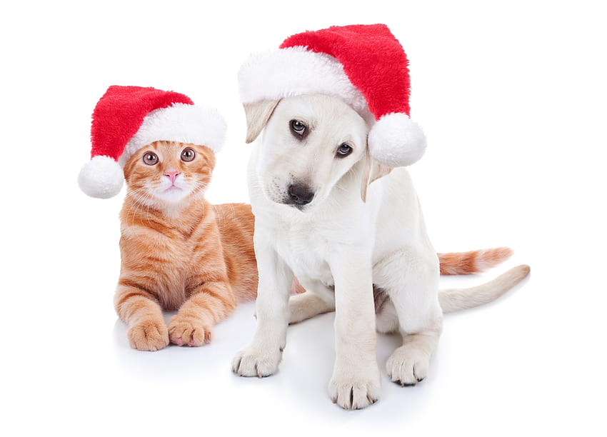 산타를 기다리는 중, 개, 동물, 흰색, craciun, 고양이, pisica, 강아지, 크리스마스, 빨강, 애완 동물, 앞발, 산타, 모자, 케인 HD 월페이퍼