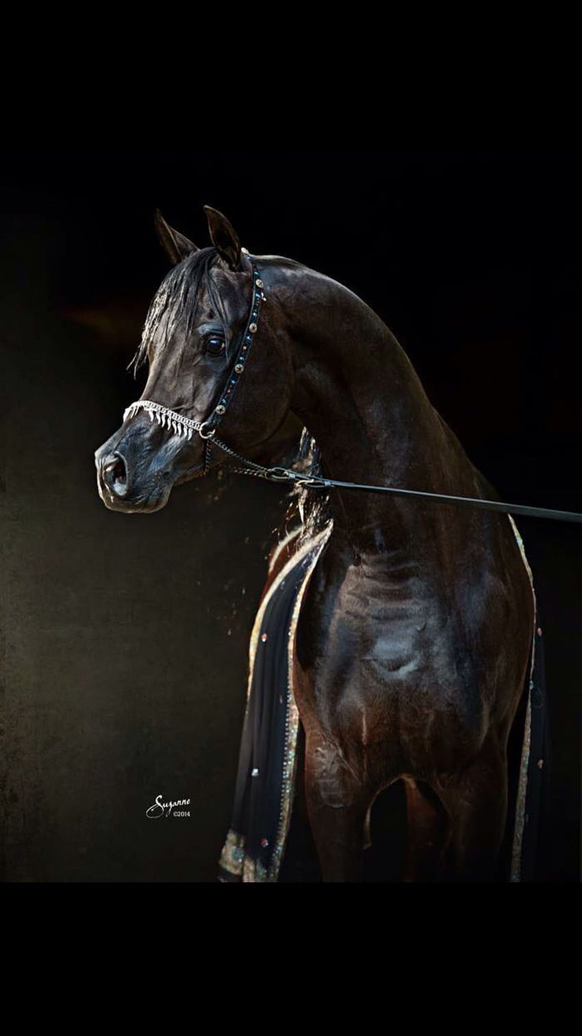 Shelley Michaela Collins on Horsin Around. Black arabian horse, Beautiful arabian horses, Pretty horses HD phone wallpaper