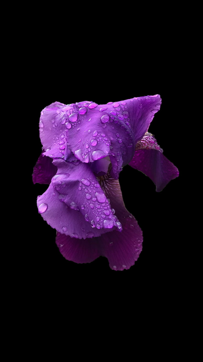 Iris, Veilchen, Blume, Tropfen, Porträt HD-Handy-Hintergrundbild