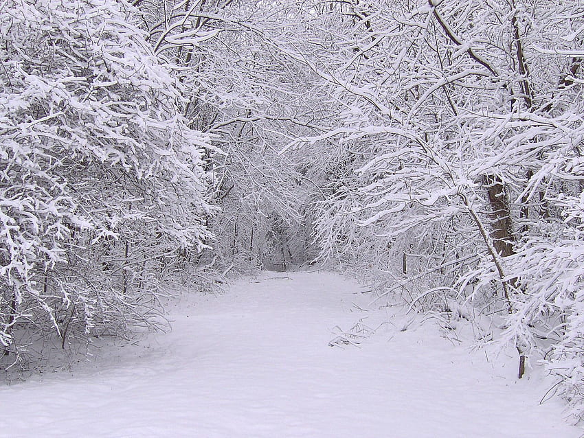 Inverno, Natura, Alberi, Neve, Foresta Sfondo HD