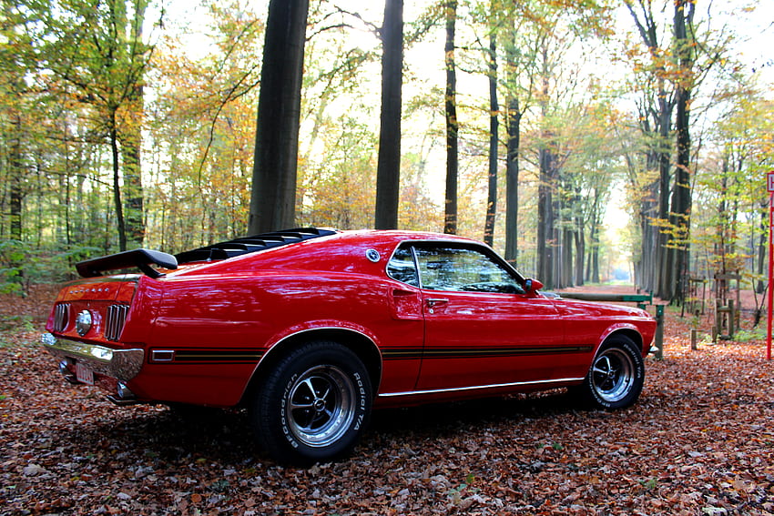 Fall colors, american, mustang, muscle car, blue oval HD wallpaper