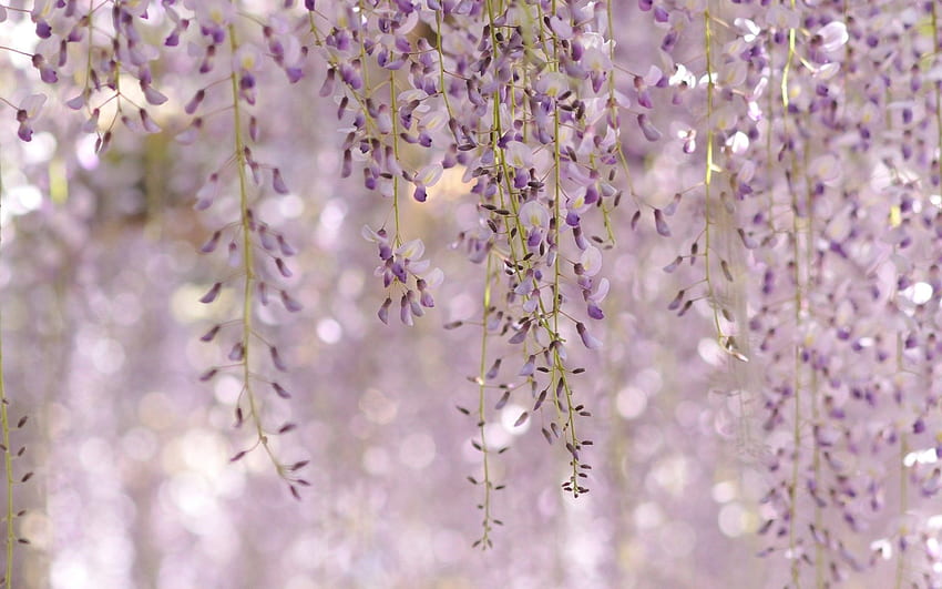 등나무 Floribunda 로얄 퍼플 꽃 자연 - 보라색 꽃, 보라색 꽃 HD 월페이퍼