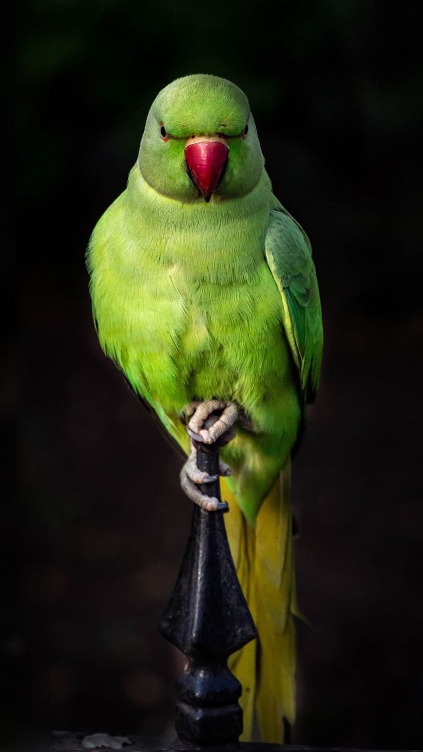 Papagei, grün, Vogel, sitzen, Porträt,. Grüner Papageienvogel, Papageienhaustier, Haustiervögel, indischer Papagei HD-Handy-Hintergrundbild
