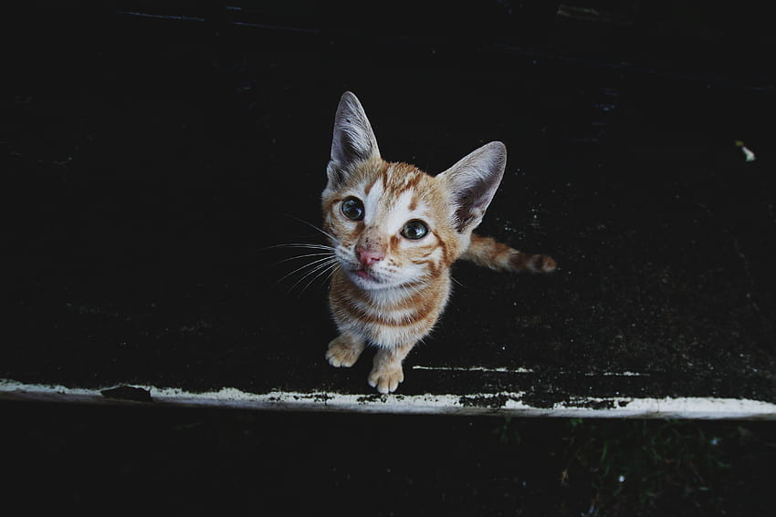 Animals, Kitty, Kitten, Muzzle, Striped, Street HD wallpaper