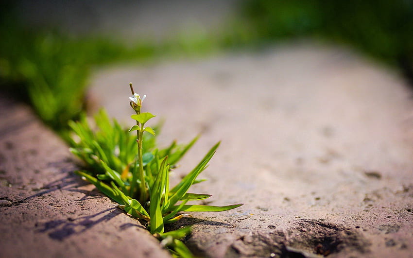Plant, Macro, Sprout HD wallpaper