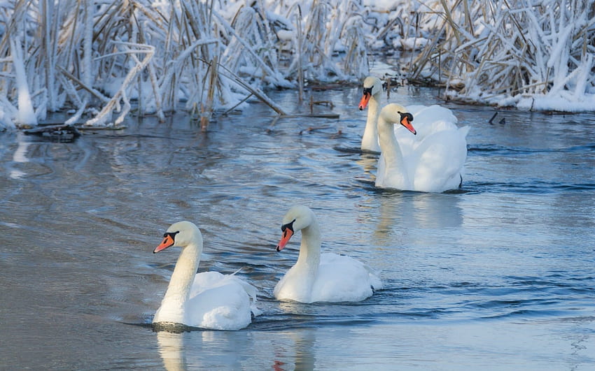 Cisnes mudos na lagoa de inverno, Inverno, Lagoas, Natureza, Aves, Cisnes papel de parede HD
