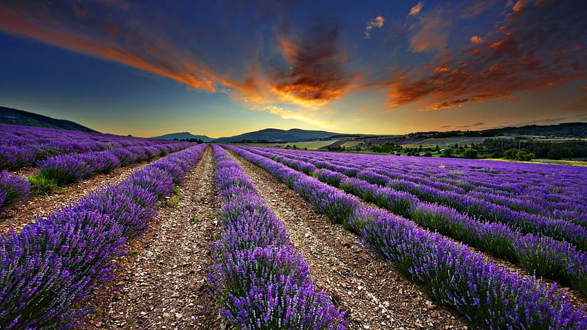 lavender field, clouds, morning, field, lavender HD wallpaper