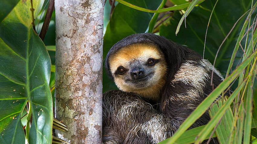 Page 2 | animal sloth HD wallpapers | Pxfuel