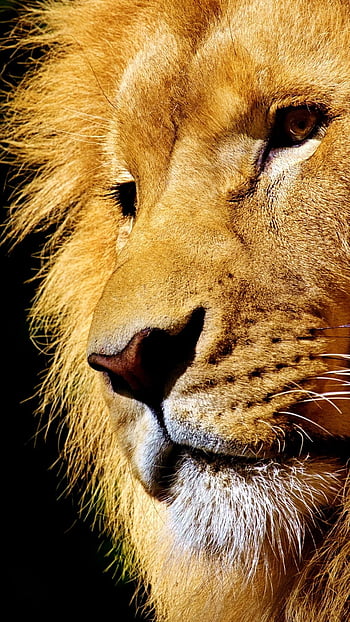 Danger Lion, Wild, Animal, Lion King HD phone wallpaper | Pxfuel