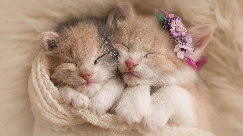 two white and orange tabby kittens HD wallpaper