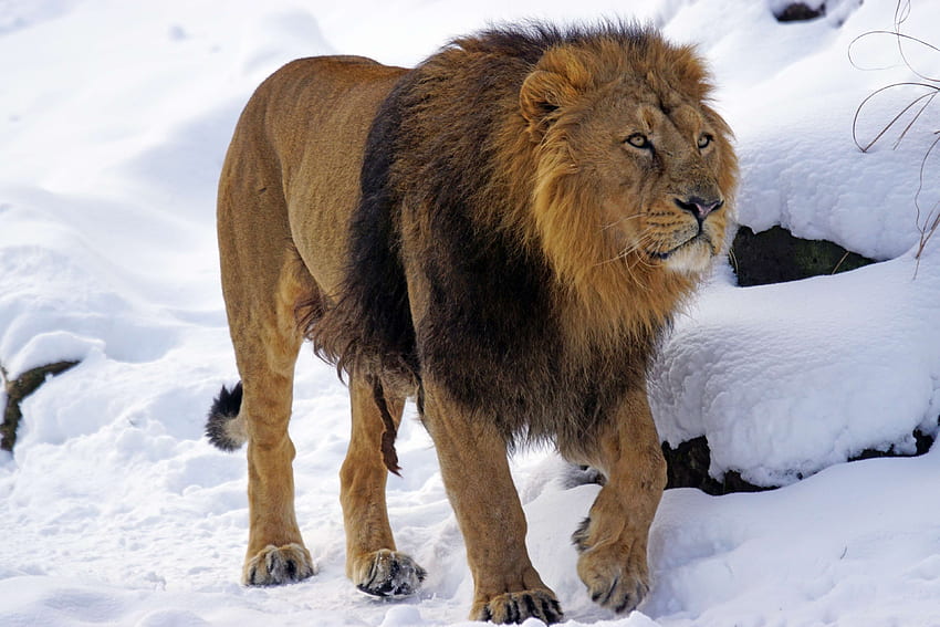 美しい、猫、寒さ、危険、インド、インド ライオン、ライオン、ライオンのたてがみ、男性、捕食者、雪、野生動物の、冬。 いいね 高画質の壁紙