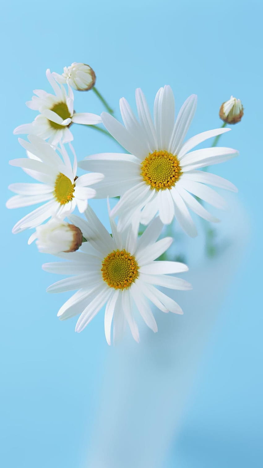 Daisy Wallpaper for Your Phone  Chris Coco Media