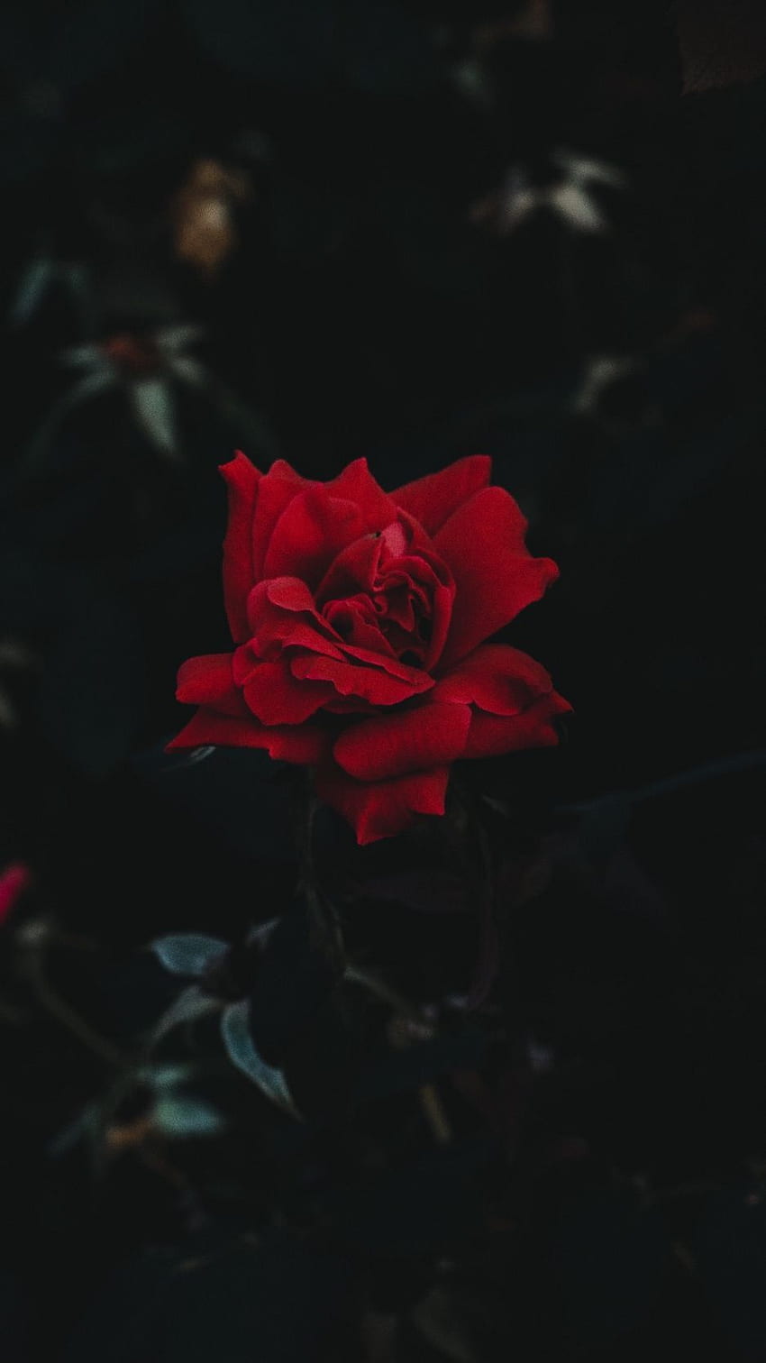 Roślina kwitnąca, Róże ogrodowe, Czerwony, Kwiat, Płatek, Czarny w 2020 r. Róża , róże iphone, Czerwone róże, Pretty Black Tapeta na telefon HD
