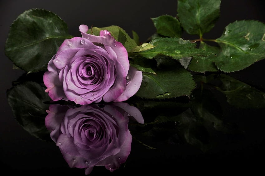 Роза, цвете, нежно, лилаво HD тапет
