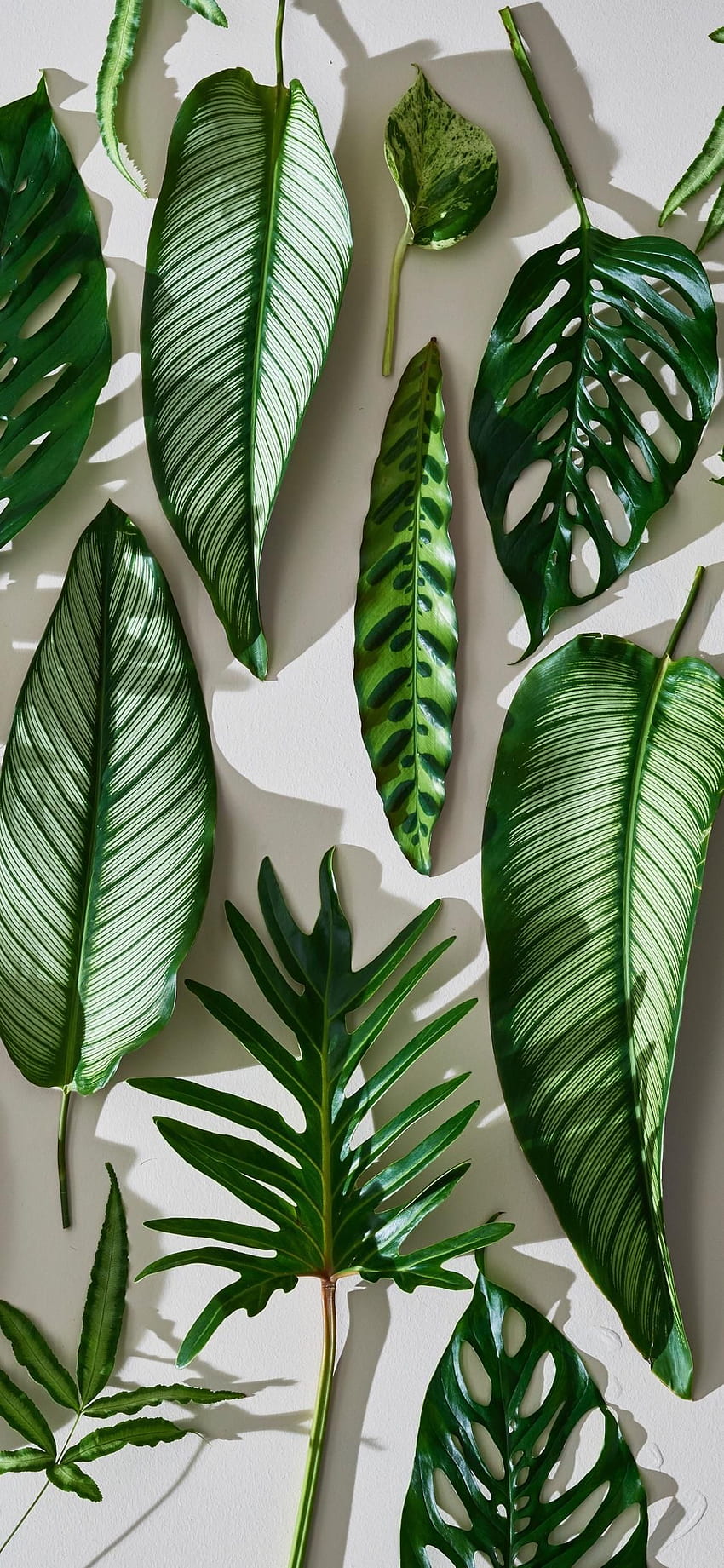 Green plant HD wallpapers | Pxfuel