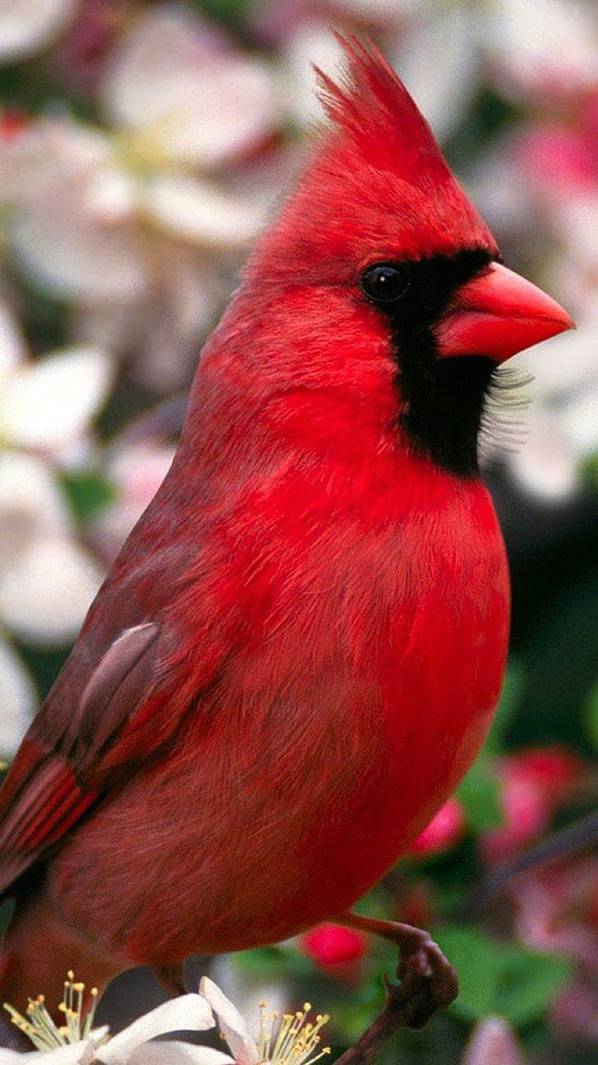 Cardinals Glorious ideas in 2021. cardinal birds, beautiful birds, red birds HD phone wallpaper