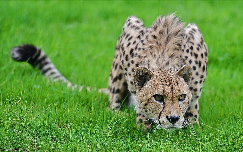 Animals, Grass, Cheetah, Spotted, Spotty, Big Cat, Hide, Hunting, Hunt, Pose, Lurk HD wallpaper