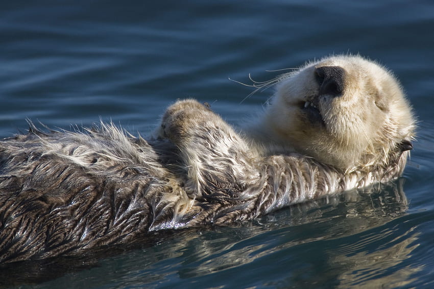 Adorable Animal . Sea otter, Animals, Cute animals, Lutrinae HD wallpaper
