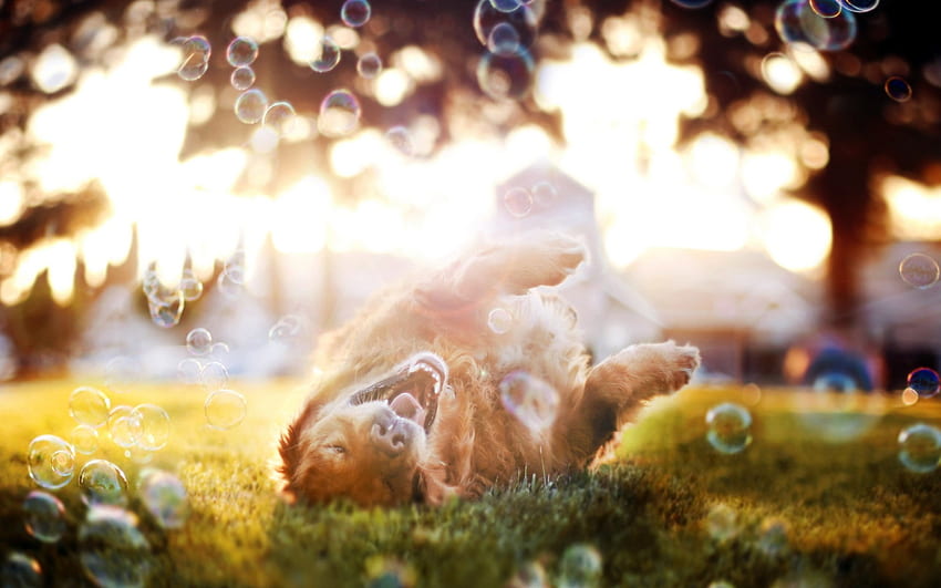 Dog Bubbles Summer, Summer Puppy HD wallpaper