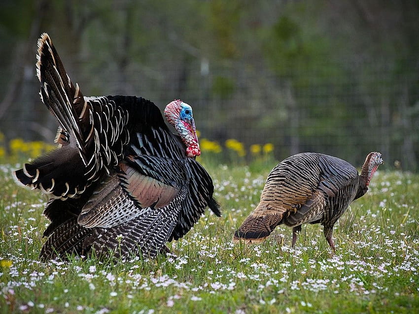 Spring turkey hunting - Fatal Approach Calls. Turkey Hunting, Spring Gobbler HD wallpaper
