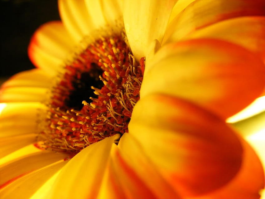 ดอกไม้ กลีบดอก สีเหลือง ธรรมชาติ สีส้ม วอลล์เปเปอร์ HD
