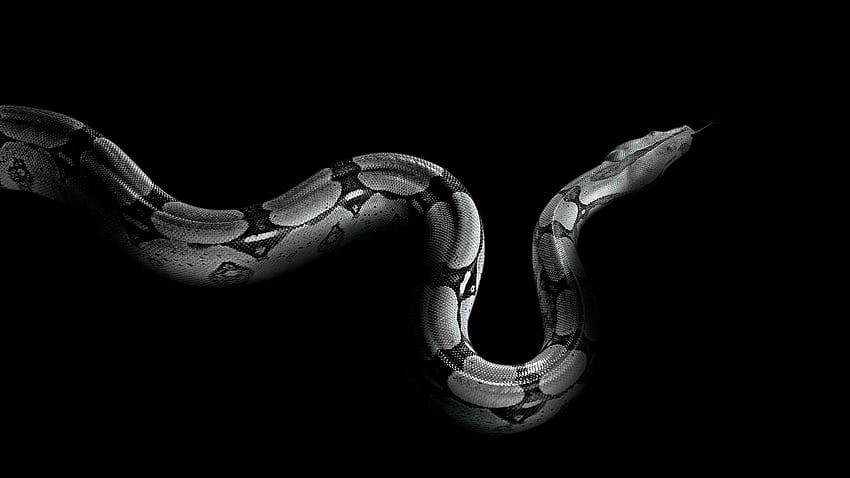 Python, snake, Animals, Boa Constrictor HD wallpaper