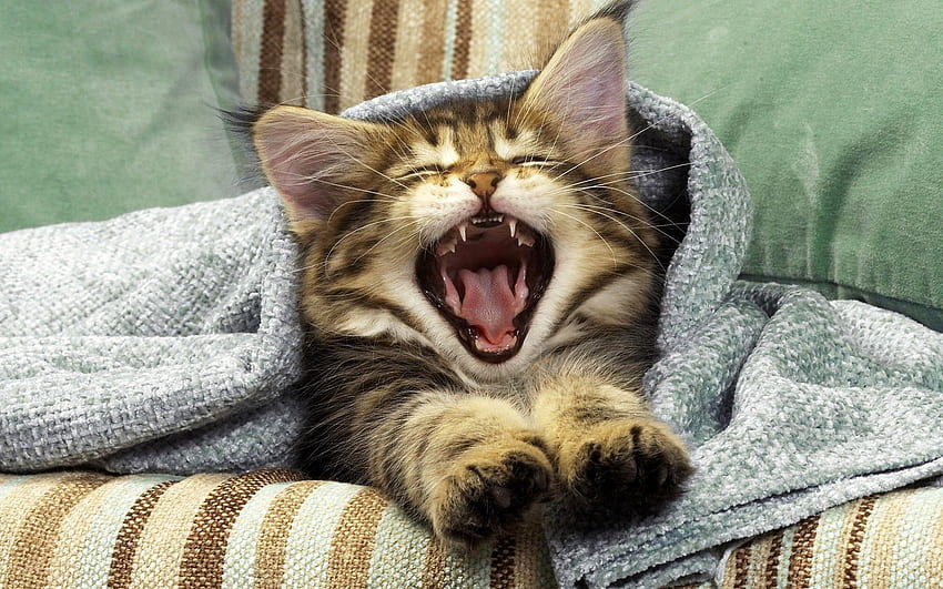 Animals, Cat, Kitty, Kitten, Mouth, To Yawn, Yawn, Plaid HD wallpaper