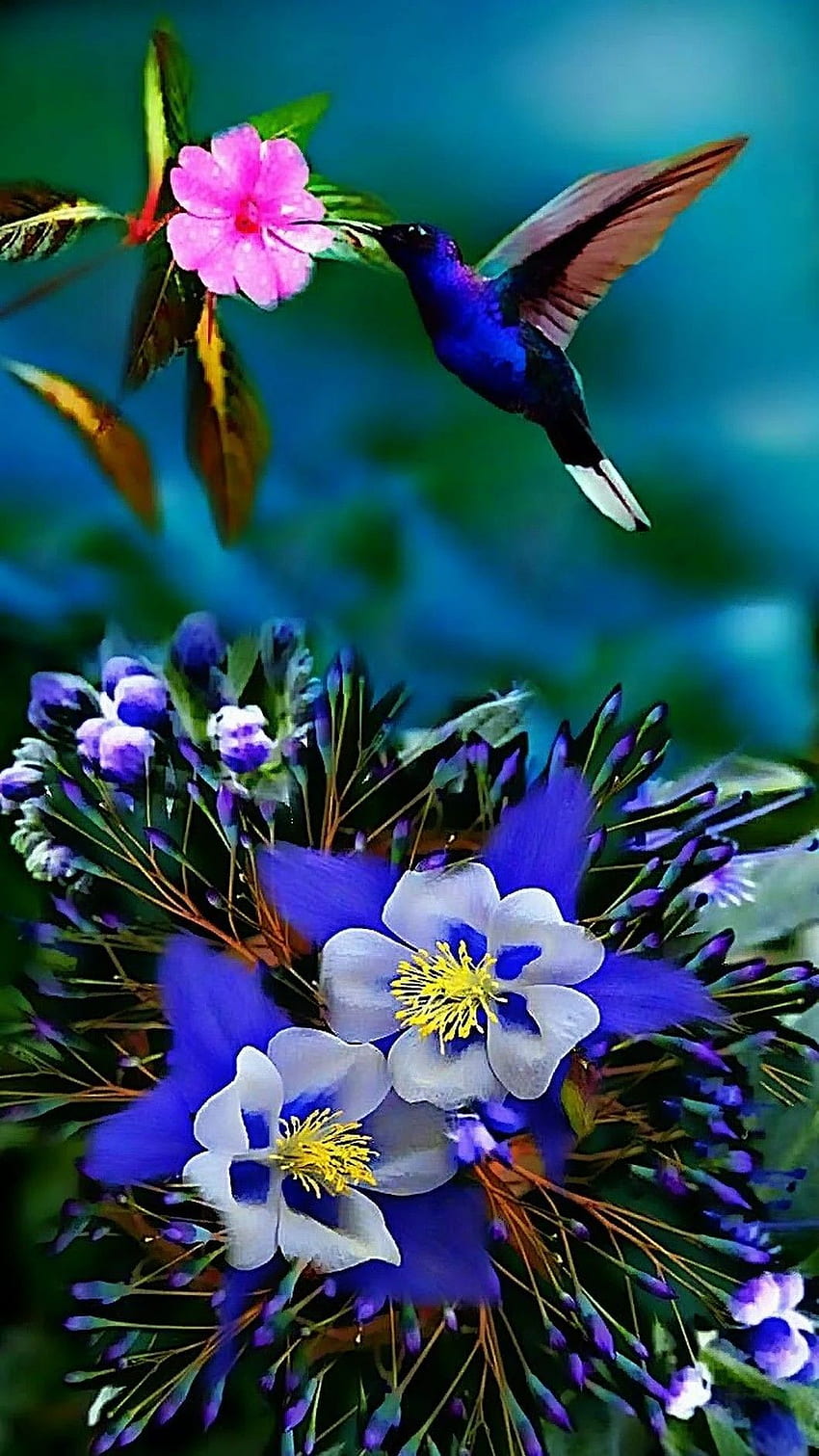 Colibrí cuidar. Natur, schönste Vögel, schöne Vögel, schöner Vogel und Blume HD-Handy-Hintergrundbild