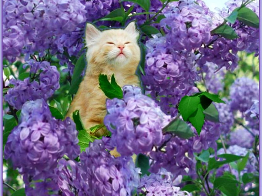 Cat Smells Lilac, animal, kitten, eyes, cat, flowers, lilac HD wallpaper