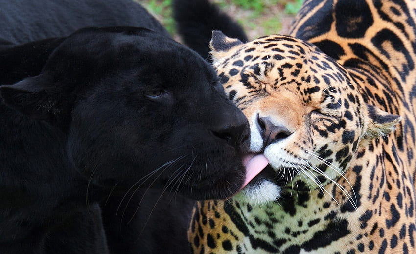 Kedi sevgisi, leopar, panter, aşk, öpücük, vahşi HD duvar kağıdı
