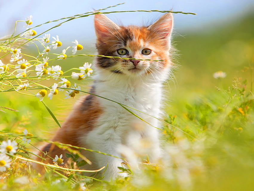 Nature walk, kitten, sweet, kitty, camomile, cute, cat, grass, fluffy, walk, green, nature, flowers, adorable HD wallpaper