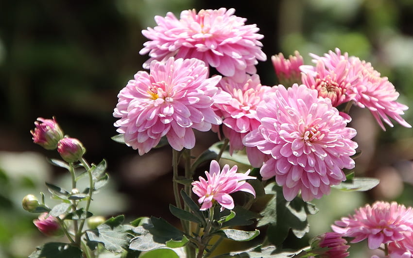 Crisantemo, rosa, fiori, macro Sfondo HD