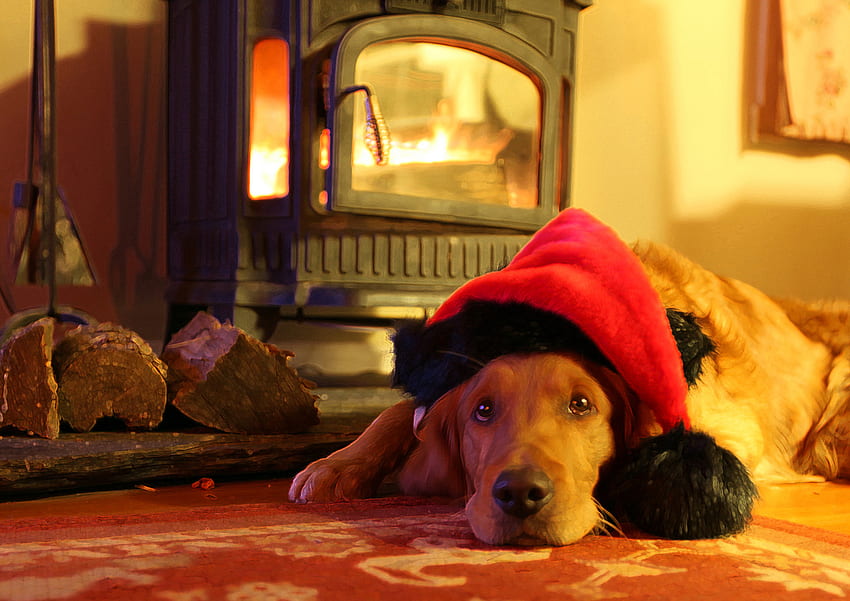 A Golden Christmas, dog, golden, christmas, red, canine, hat, retriever HD wallpaper