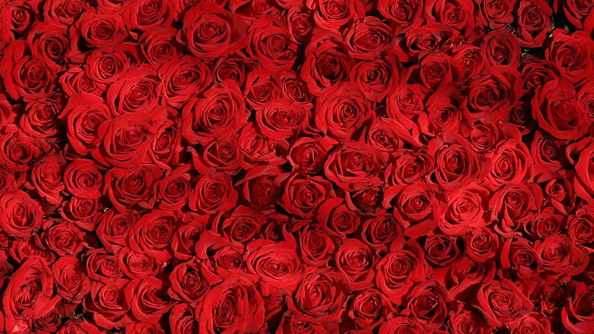 for , laptop. rose red pattern flower, Red Roses Laptop HD wallpaper
