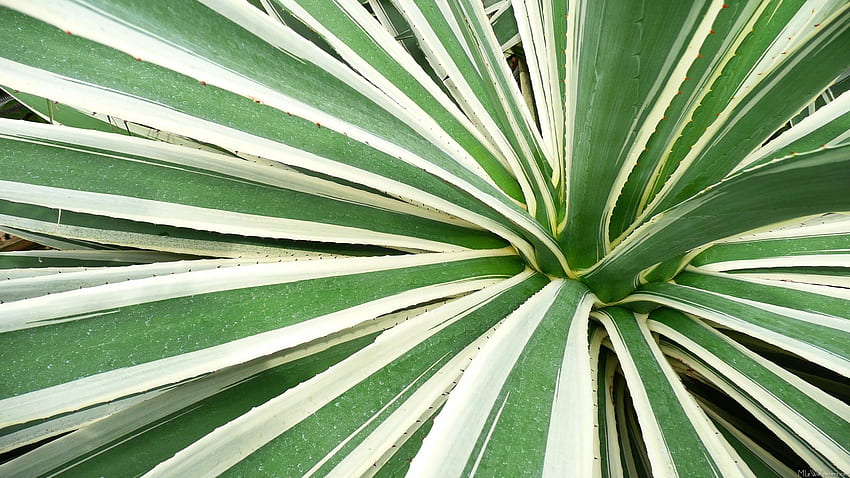 Agave HD wallpaper | Pxfuel