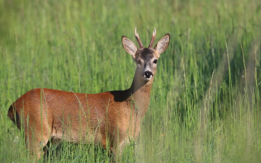 Roe Deer, animal, nature, grass, deer HD wallpaper