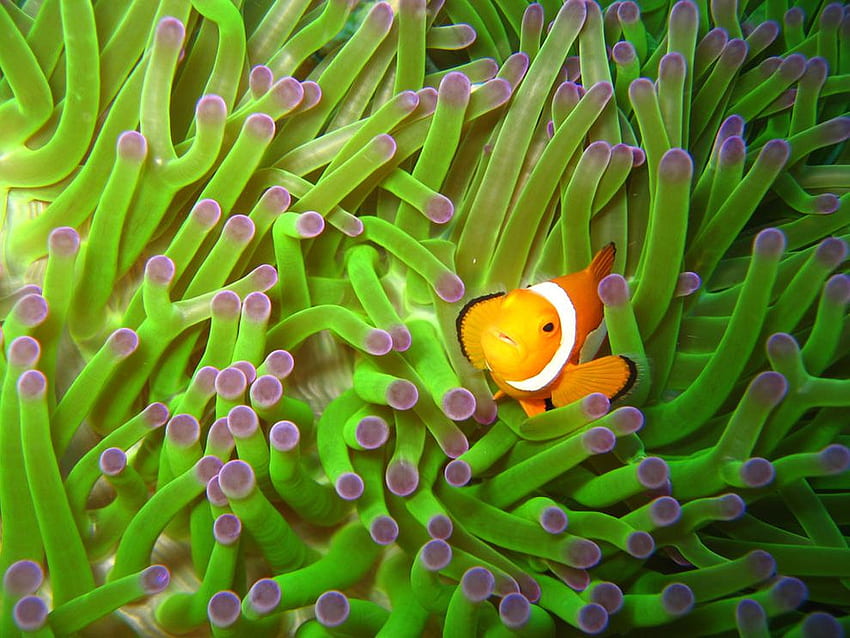 Clownfish, peixes, animais, pouco papel de parede HD