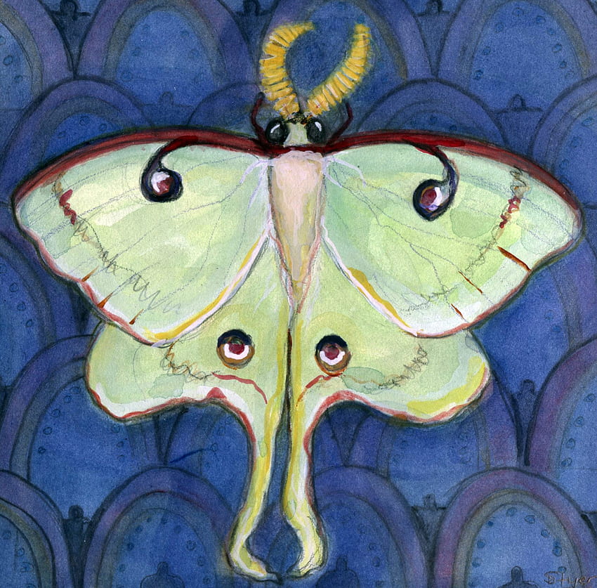 Luna Moth Art Print Moth Illustration Watercolor Painting of HD ...