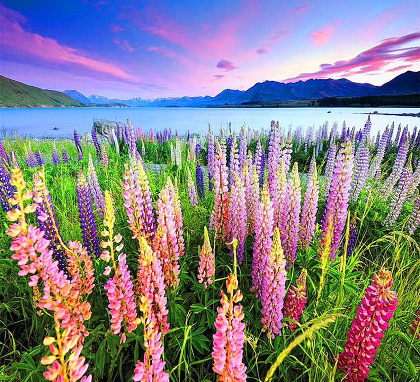 Spring field, blue, pink, green, colors, sky, flowers, lake, lupins HD wallpaper