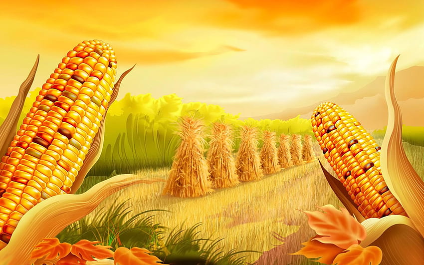 Corn Field - - HD wallpaper