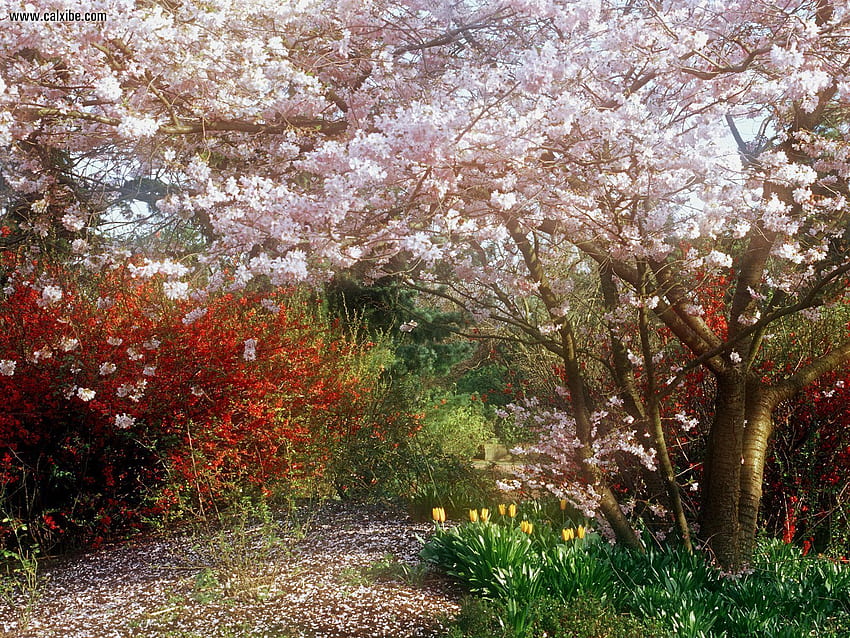 Nature: Japanese Cherry Tree, nr. 16303, Japanese Cherry Blossom Tree HD wallpaper