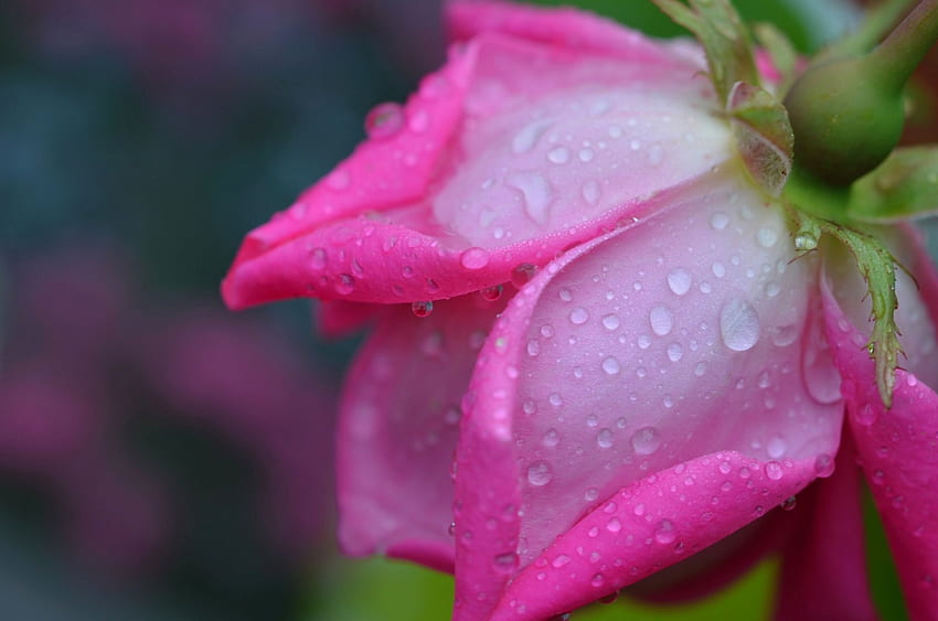 Rose, petals, flower, drops, dew, water HD wallpaper