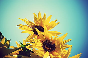 Sunflower, mobile, tablet: Hoa hướng dương là biểu tượng của sự sống động và rực rỡ của mùa hè. Hãy thưởng thức những hình nền chứa hình ảnh hoa hướng dương độc đáo trên điện thoại di động hay máy tính bảng. Chúng sẽ giúp bạn tạo dựng không gian làm việc và trải nghiệm thư giãn đầy ngọt ngào.