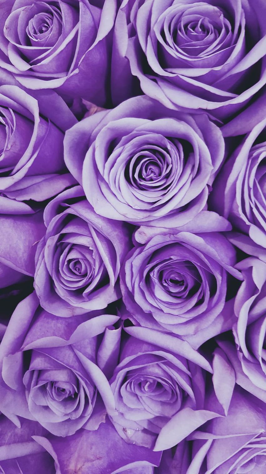 Prof. Elroy Gleichner en 2020. Purple iphone, Purple flowers , Purple, Lavender Rose Fond d'écran de téléphone HD
