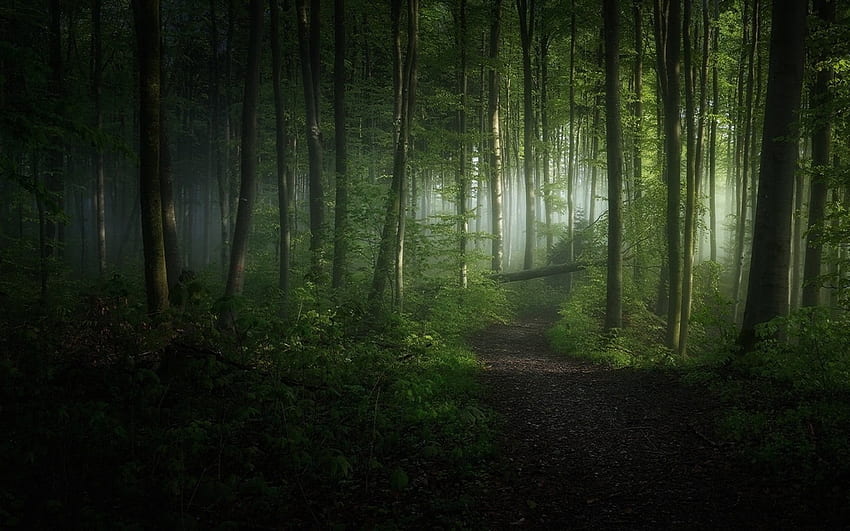ต้นไม้ใบเขียว , ธรรมชาติ , ทิวทัศน์ , ตอนเช้า , ป่า , เส้นทาง • สำหรับคุณ ธรรมชาติสีเขียวเข้ม วอลล์เปเปอร์ HD